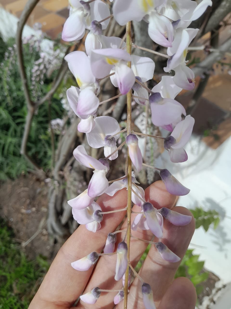 Pink & White Wisteria (10L) - Image 2