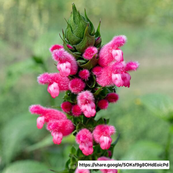 Fuzzy Bolivian Sage
