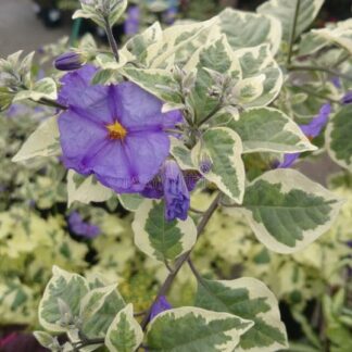 Lycianthes Rantonnetti Variegated Potato Bush
