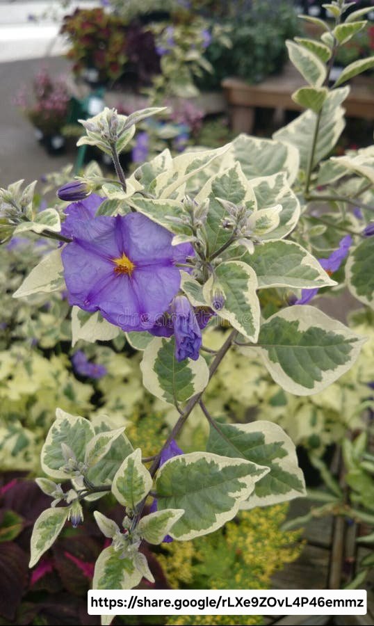 Lycianthes Rantonnetti Variegated Potato Bush