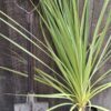 1000436588-scaled.jpg CORDYLINE AUSTRALIS Cabbage Tree 4.5L