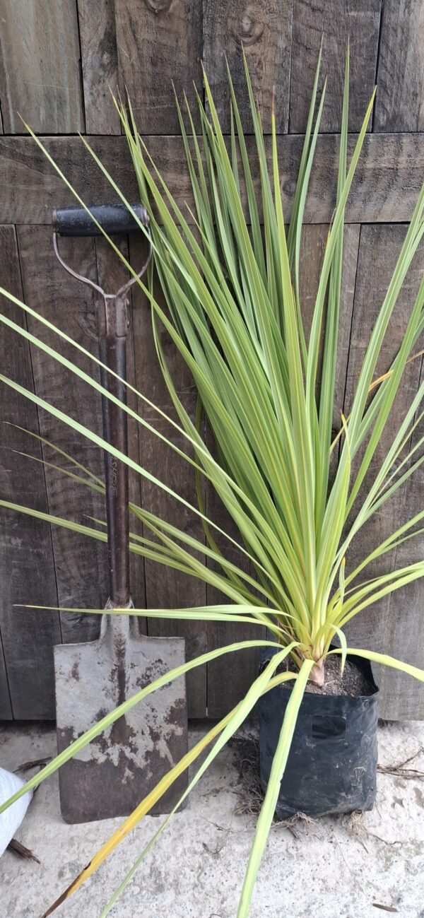 1000436588-scaled.jpg CORDYLINE AUSTRALIS Cabbage Tree 4.5L