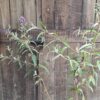 1000436606-scaled.jpg BUDDLEJA DAVIDII Butterfly Bush - Summer Lilac 4.5L