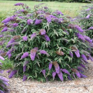 1000436610.jpg BUDDLEJA DAVIDII Butterfly Bush - Summer Lilac 4.5L