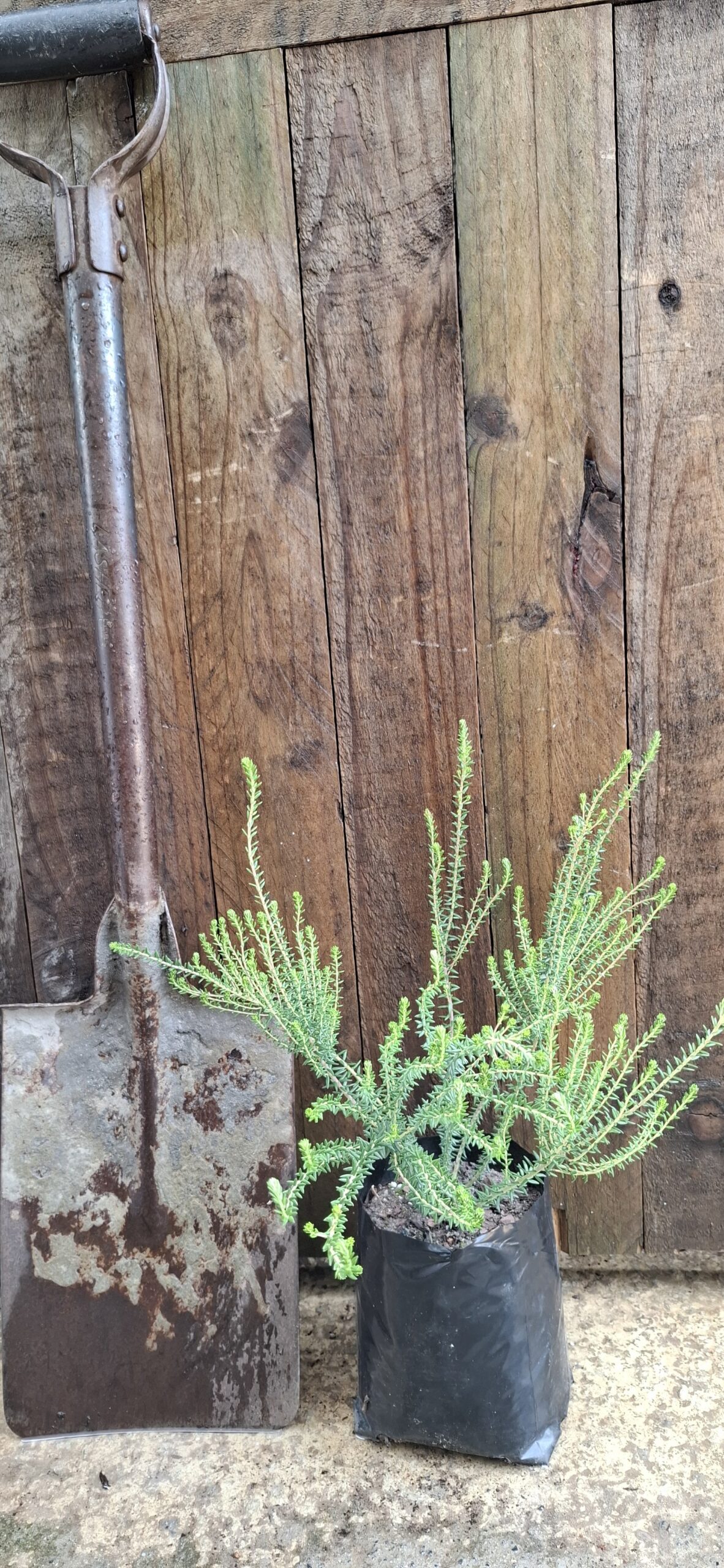 PHYLICA ERICOIDES Hardebos 2.5L - Image 4