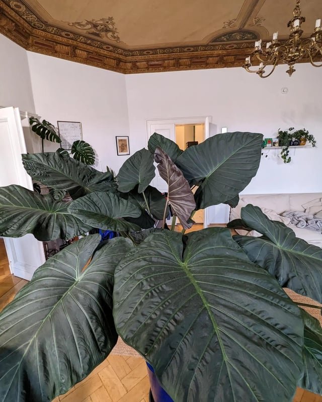 Alocasia odora X.reginula 'Regal Shield' - 14cm