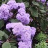 Bartlettina Sordida "Purple Torch" 19cm