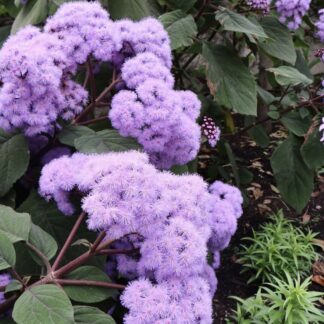 Bartlettina Sordida "Purple Torch" 19cm