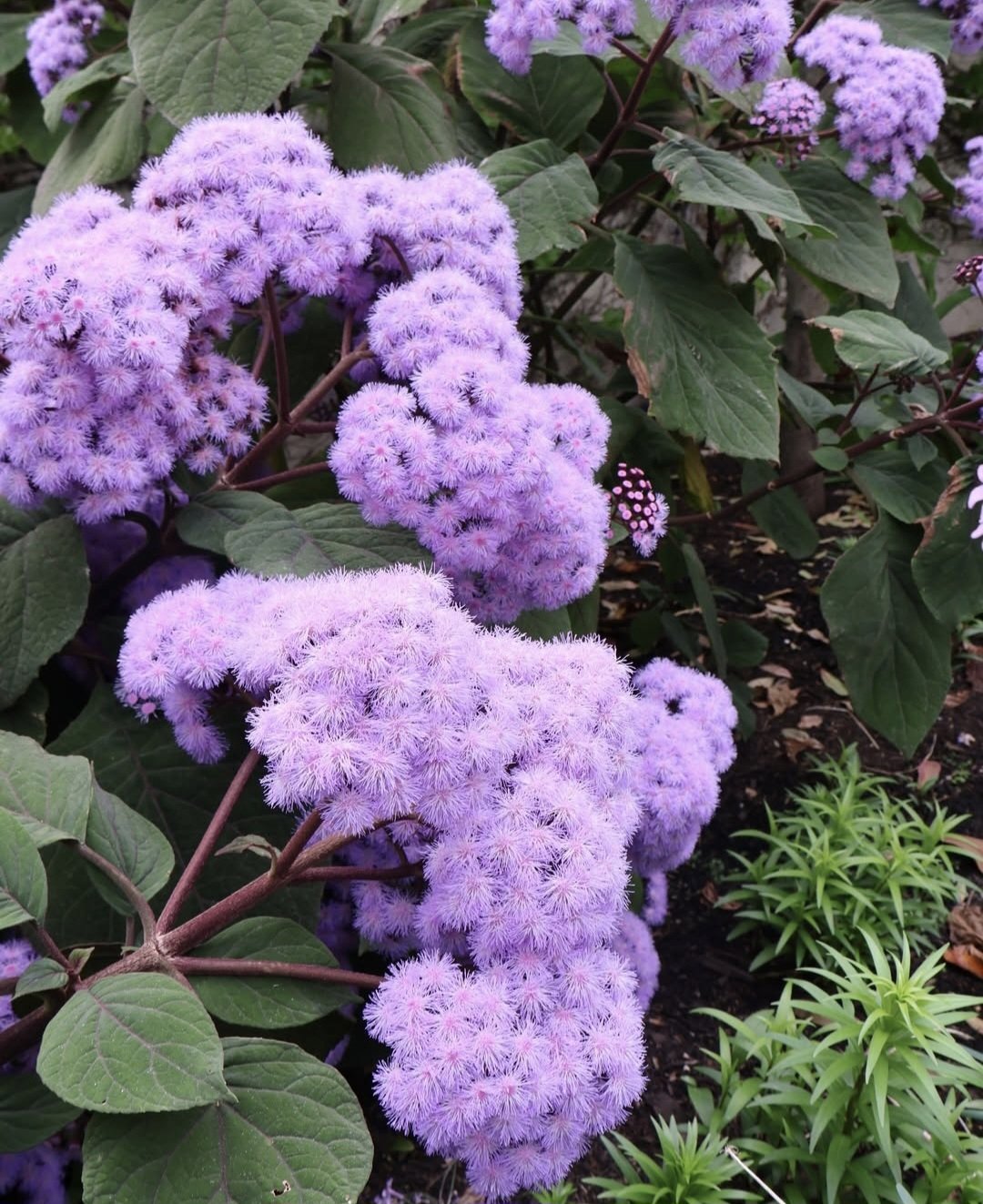 Bartlettina Sordida "Purple Torch" 19cm