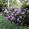 Bartlettina Sordida "Purple Torch" 19cm