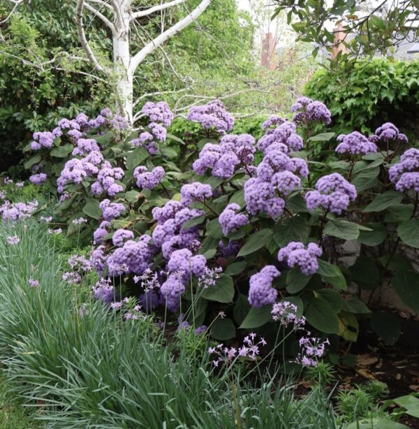 Bartlettina Sordida "Purple Torch" 19cm