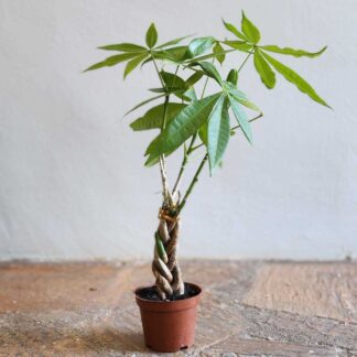 Pachira macrocarpa (5 piece braided)  - 14cm