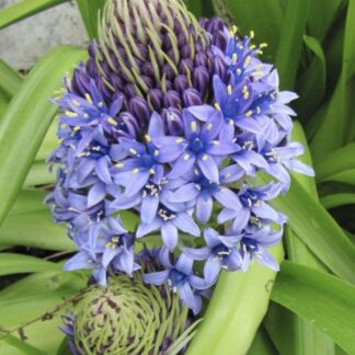 SCILLA PERUVIANA Peruvian Lily 3L