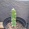 Dragon Fruit Rooted Cuttings. White Flesh