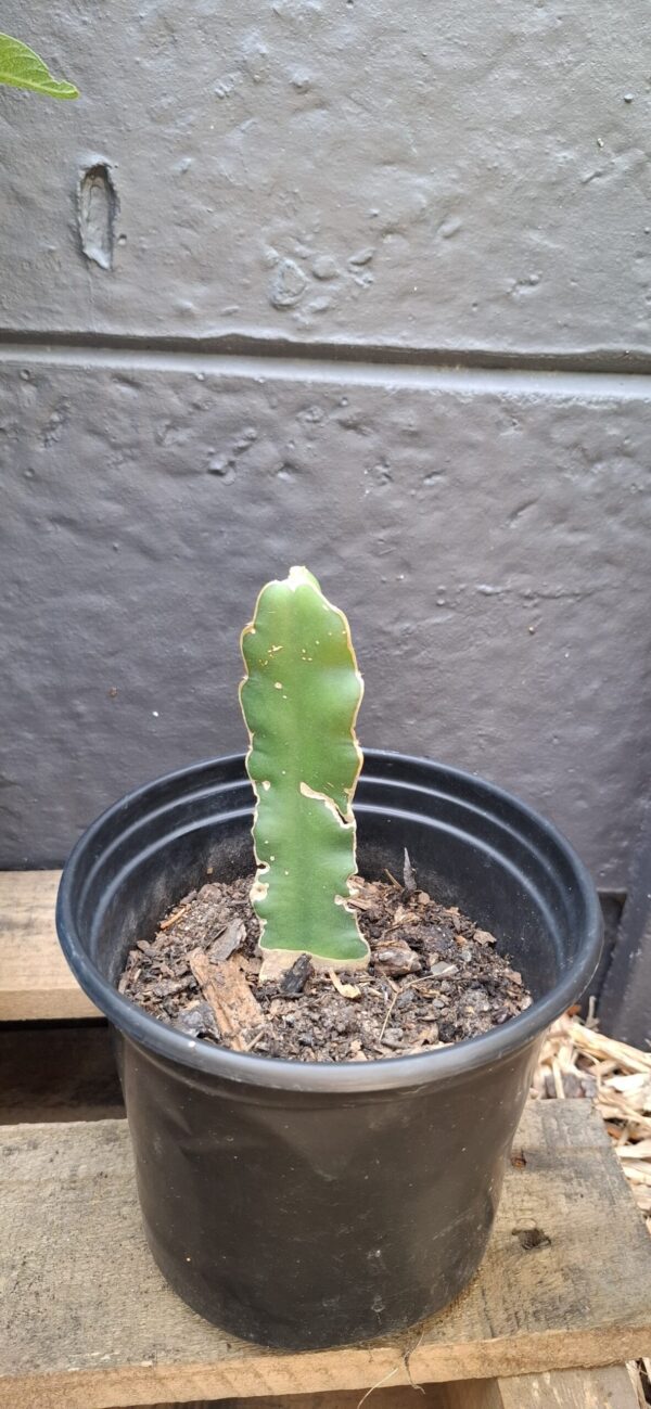 Dragon Fruit Rooted Cuttings. White Flesh