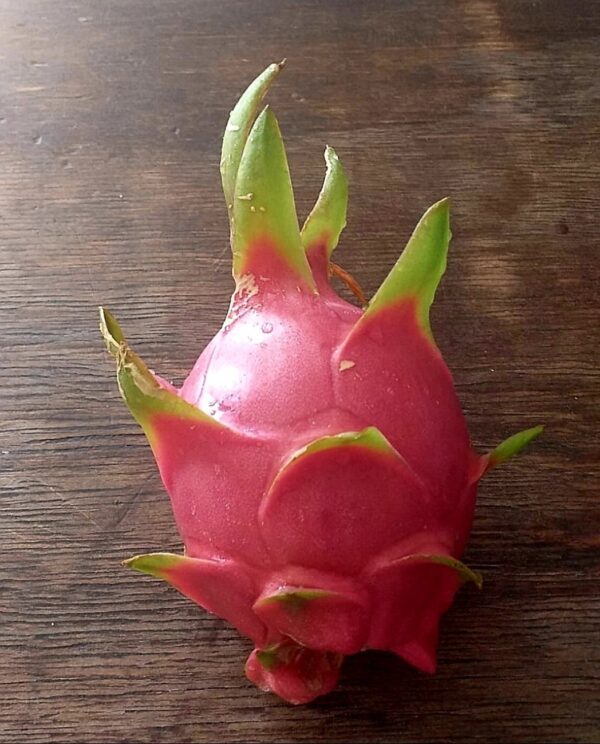 Dragon Fruit Rooted Cuttings. White Flesh