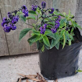 Heliotrope - Royal Marine 2.5L