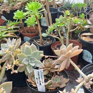 Mixed succulents 4 for R110