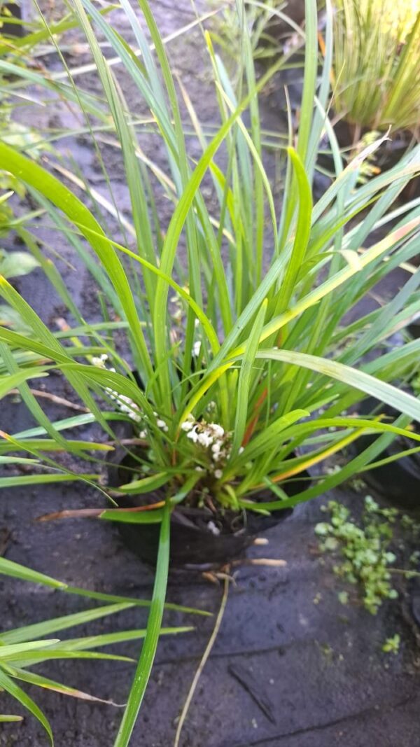 Liriope White