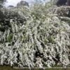 1000447841.jpg SPIREA CANTONIENSIS Cape May 4,5L