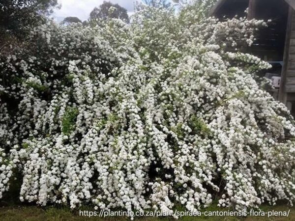 1000447841.jpg SPIREA CANTONIENSIS Cape May 4,5L