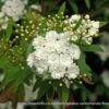 1000447842-1.jpg SPIREA CANTONIENSIS Cape May 4,5L