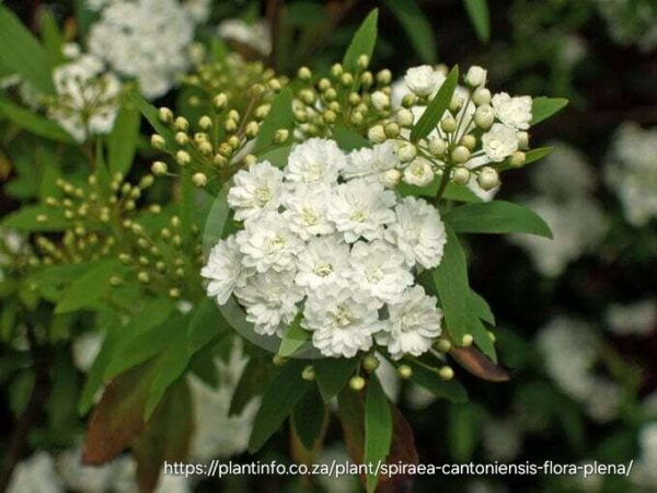 1000447842-1.jpg SPIREA CANTONIENSIS Cape May 4,5L