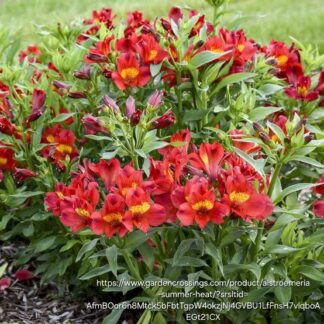 Alstroemeria 'Summer Heat'