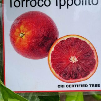 Blood Orange Tarroco Ippolito