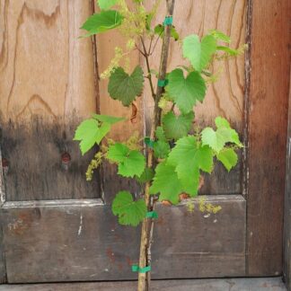 Ornamental Vine Australian Red