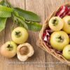 Rose Apple 4,5L