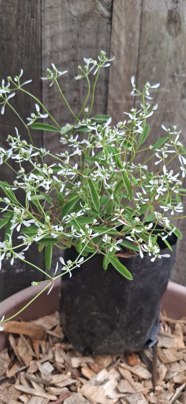 Euphorbia Glitz 2L