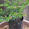 Cuphea 'Mexican Heather' Mauve