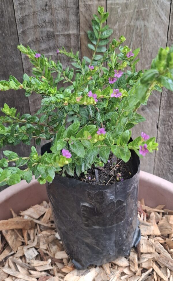 Cuphea 'Mexican Heather' Mauve