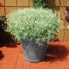 Euphorbia Glitz 2L
