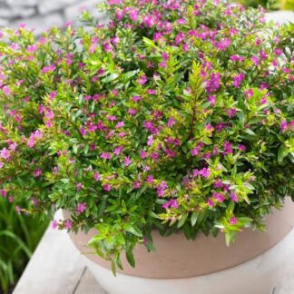 Cuphea 'Mexican Heather' Mauve