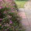 Cuphea 'Mexican Heather' Mauve
