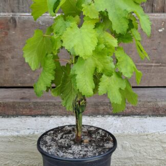 Sultana Grape Vine