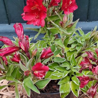 Alstroemeria Compact Katiane