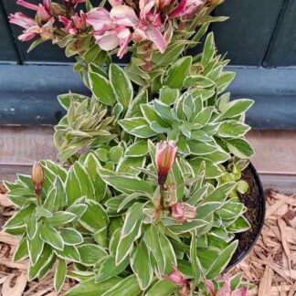 Alstroemeria Compact Fabiane