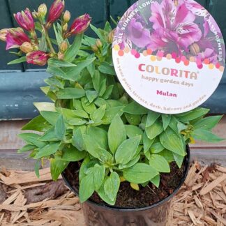 Alstroemeria Mulan compact