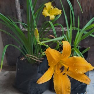 Day Lily Mixed Colours