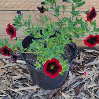 Calabrachoe Cha Cha Diva Red Kiss