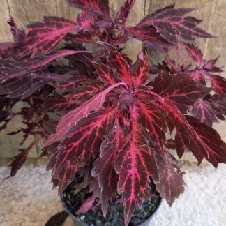 COLEUS Coleus - Downtown Royalty