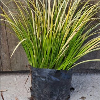 ACORUS GRAMINEUS  - Golden Edge 2.5L