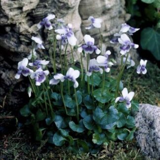 VIOLA HEDERACEAE Australian Violet