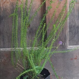 SELAGO VILLICAULIS Purple Turtle