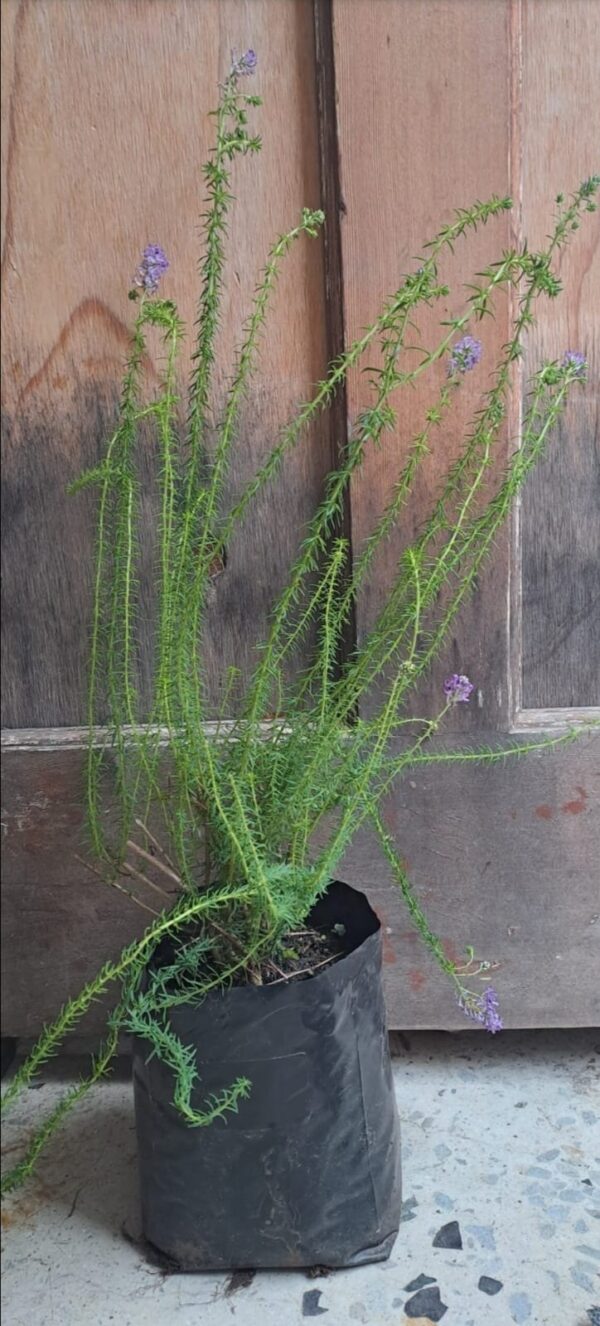 SELAGO VILLICAULIS Purple Turtle