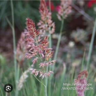 MELINUS NERVIGLUMIS Pink Pampas Grass 2.5L