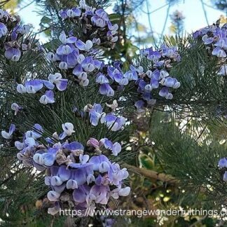 PSORALEA AFFINIS Tall Fountain/Grape soda Bush 3L